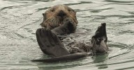 Forever chemicals found in B.C. sea otters for 1st time