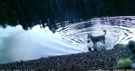 Hungry like the wolf: watch extraordinary moment wild beast goes fishing 