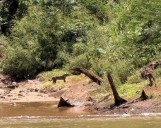 Iguazú: se registró un avistaje de Yaguareté por turistas en el paseo náutico