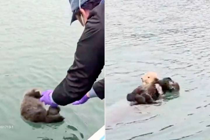 Marine Mammal Center Films Reunion Between Stranded Baby Otter and Mom
