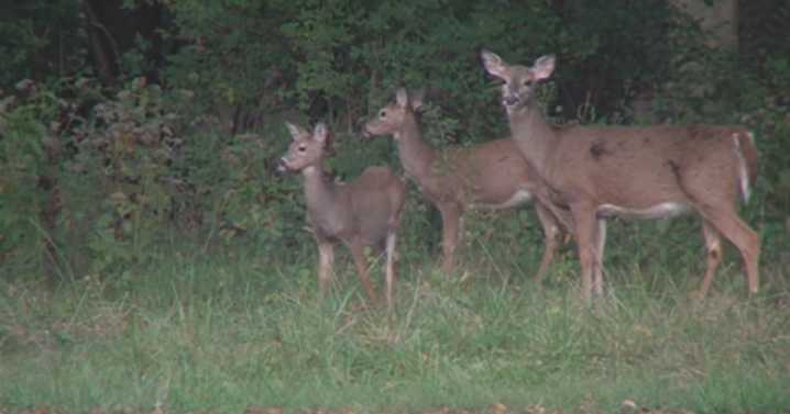 IDNR: Over 51,000 deer harvested during initial weekend of firearm deer season