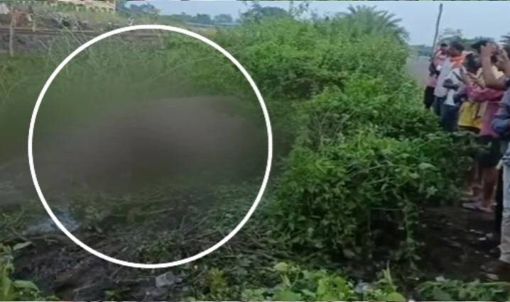 Elephant Killed After Train Collision in Odisha’s Mayurbhanj District; Locals Raise Wildlife Safety Concerns