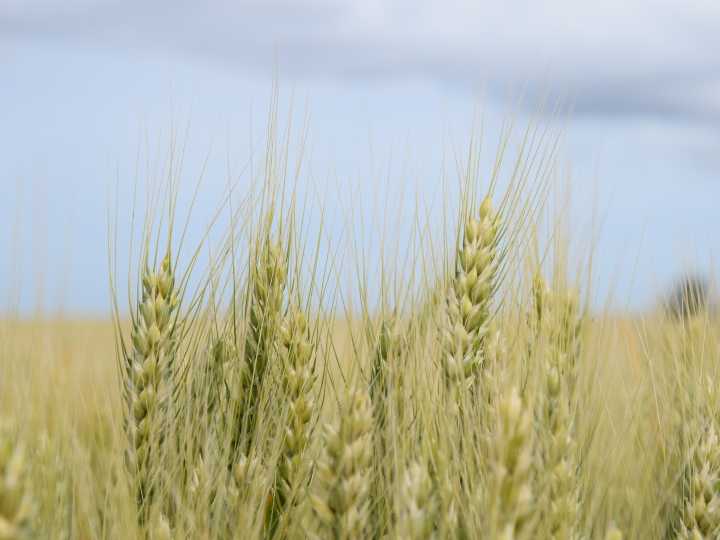 El récord de trigo que “hace ruido” antes de ver la luz