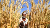 UP govt ensures ample seeds and fertiliser supply for rabi season 2025