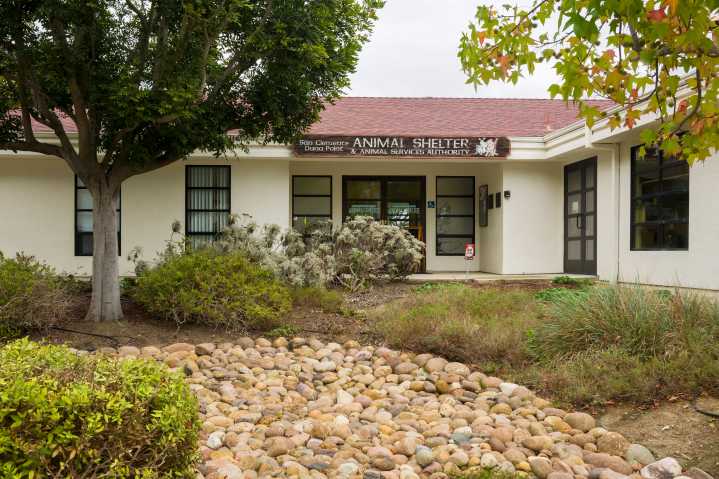 San Clemente Animal Shelter sees spike in owner relinquishments