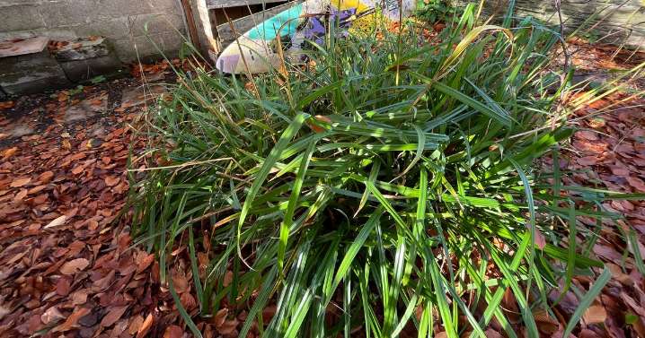 Messy council house gardens in Devon could be targeted