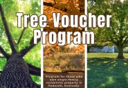 Homeowners can now apply for Paducah's tree voucher program