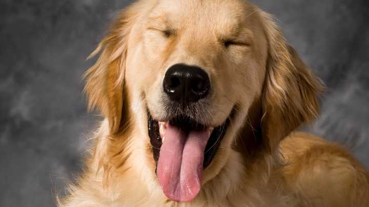 Humans Share a Surprising Genetic Link With Golden Retrievers
