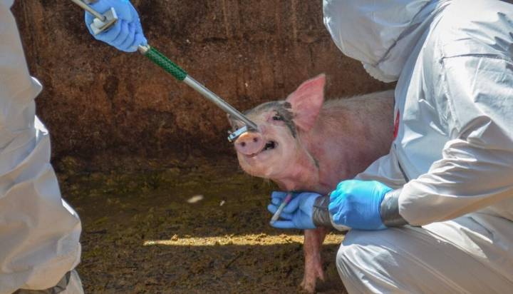 Se prende la alerta por peste porcina: hallan a varios jabalíes muertos en España y activan fuerte operativo