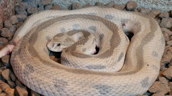 Highly venomous, rare white Russell’s viper rescued from Navi Mumbai society