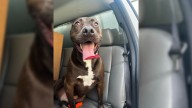 Virginia Shelter Dog Overlooked For 473 Days Proves That Love Is Always Worth Waiting For