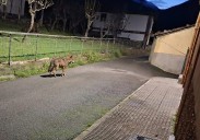 El lobo, a sus anchas en pleno centro de Felechosa