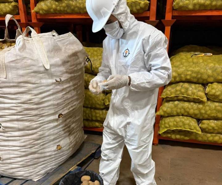 Denuncian que México importa papas de ‘desecho’ provenientes de EU sin ninguna restricción por parte de la Federación