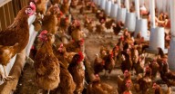 Expansión de la gripe aviar: ¿van a faltar huevos o carne?
