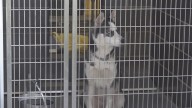 Shutdown impacts pets as local shelters report spike in need
