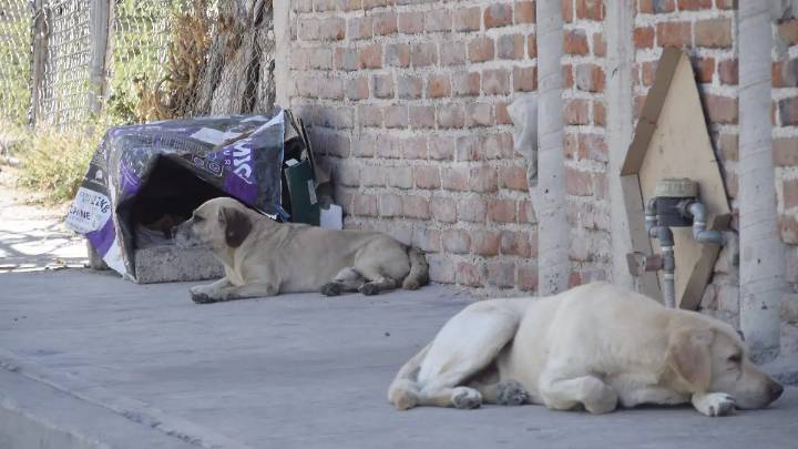 “Es un hecho lamentable y repudiable”: Condena Gobierno de Guanajuato entrega de croquetas envenenadas a Casa Hogar Goyito