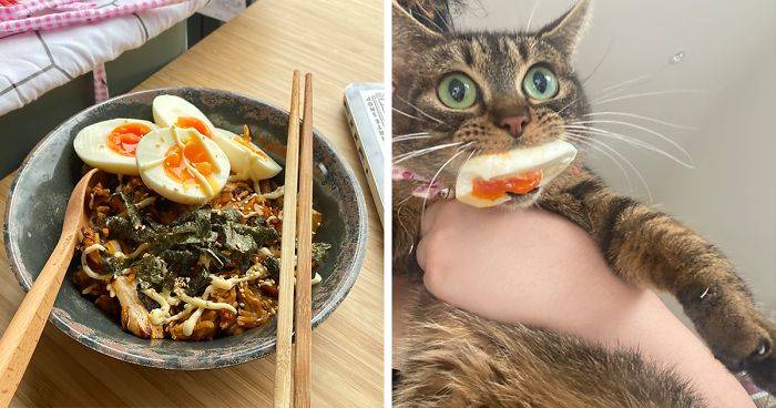 44 Pet-Thieves That Were Caught Red-Pawed When Stealing Food