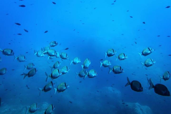 Deep-sea mining risks disrupting the marine food web, study warns – Winnipeg Free Press