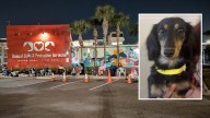 Dachshund dash: At least 30 people camp overnight outside ACPS hoping to adopt weiner dogs