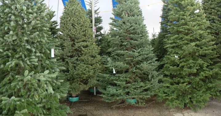 How to pick the perfect Christmas tree this holiday season