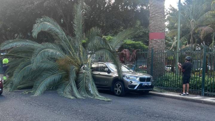 La caída de una palmera destroza un coche en Lomo Los Frailes