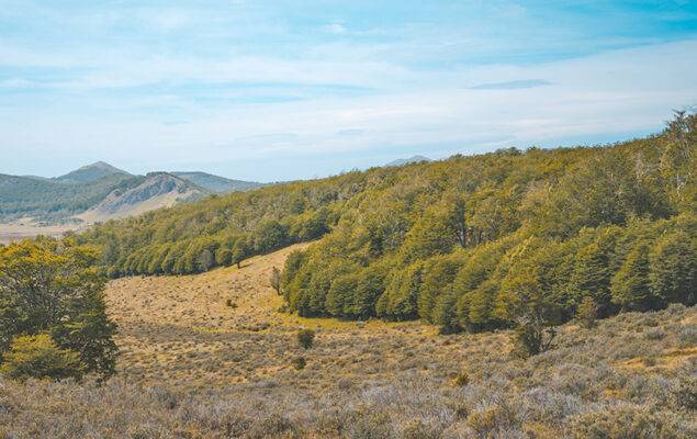 Descubren que cierta vegetación en Magallanes ‘repele’ el agua vital del suelo