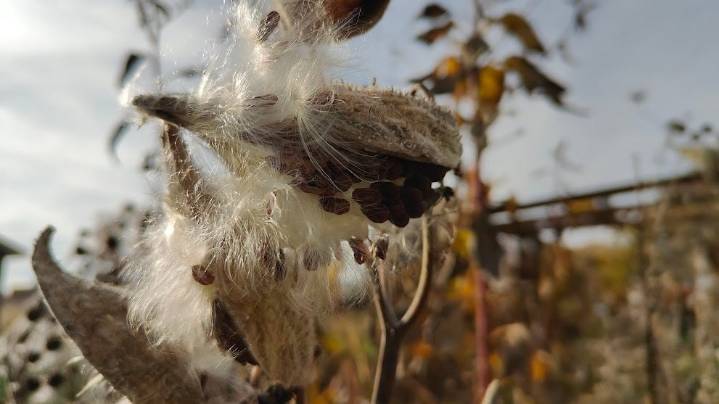 Provide milkweed seeds with proper care for germination