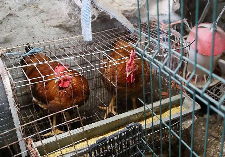 El Gobierno amplía el confinamiento de aves de cría a todas las granjas de España por la gripe aviar