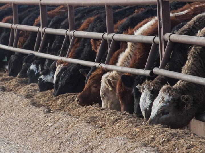 Opinion: Ottawa wants to keep beef prices high