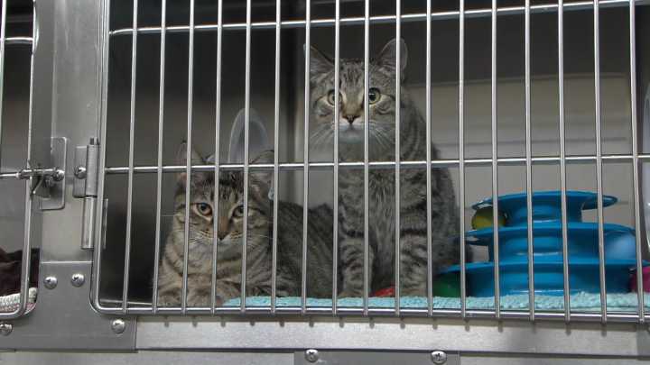 Otter Tail Humane Society prepares for larger, more efficient facility