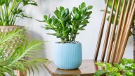 The Best Spot For Your Jade Plant That Can Improve Your Luck, According To Feng Shui