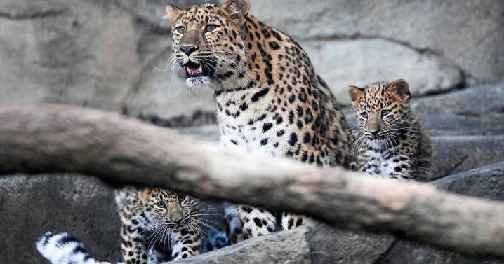 Rare Amur leopard cubs begin new chapter at Brookfield Zoo