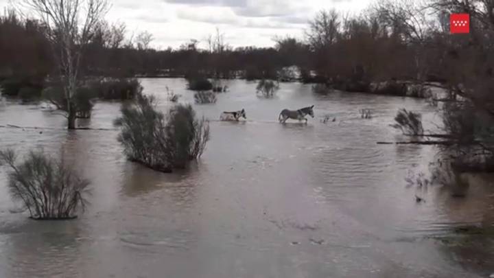 Caballos que salvan vidas