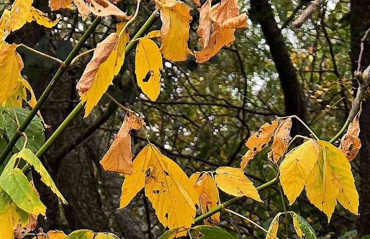 Bentonville residents can now sign up for leaf pickup, which will take place in December