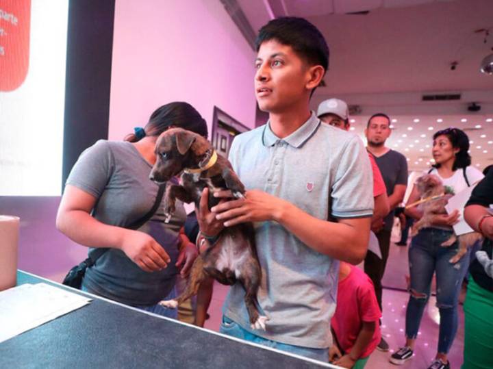 Este fin de semana puedes cambiar la vida de tu perro: esterilización gratuita en tres sedes