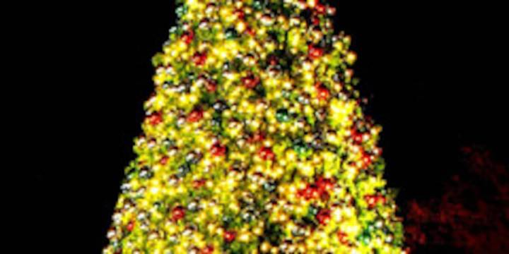 Bright Nights gets new 50-foot Christmas tree
