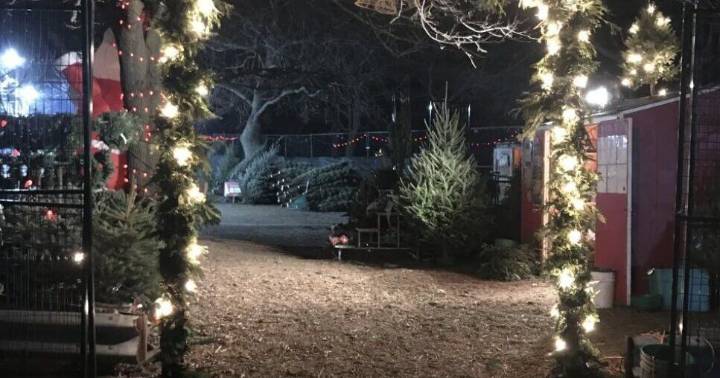 Where to buy Christmas trees in Toronto that give to charity