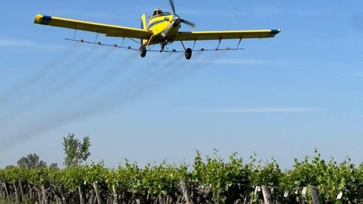 Culminó con éxito la aplicación aérea contra la lobesia botrana