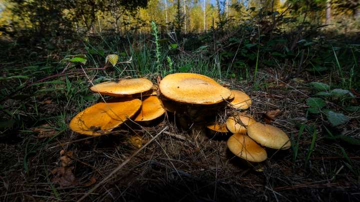 La temporada de setas, «floja» y «atípica» por la falta de lluvias y las temperaturas más altas de lo habitual