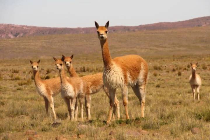 ¡Excelente noticia! Censo contabiliza más de 300,000 vicuñas y reporta nuevas poblaciones