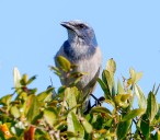 Commentary: Florida birding a quest for common and elusive