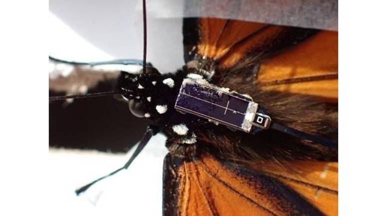 Invitan a sumarse al monitoreo ciudadano de la mariposa monarca en Sinaloa