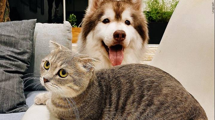 Southern Ag Center offering pet vaccines at free Vet on Wheels clinic