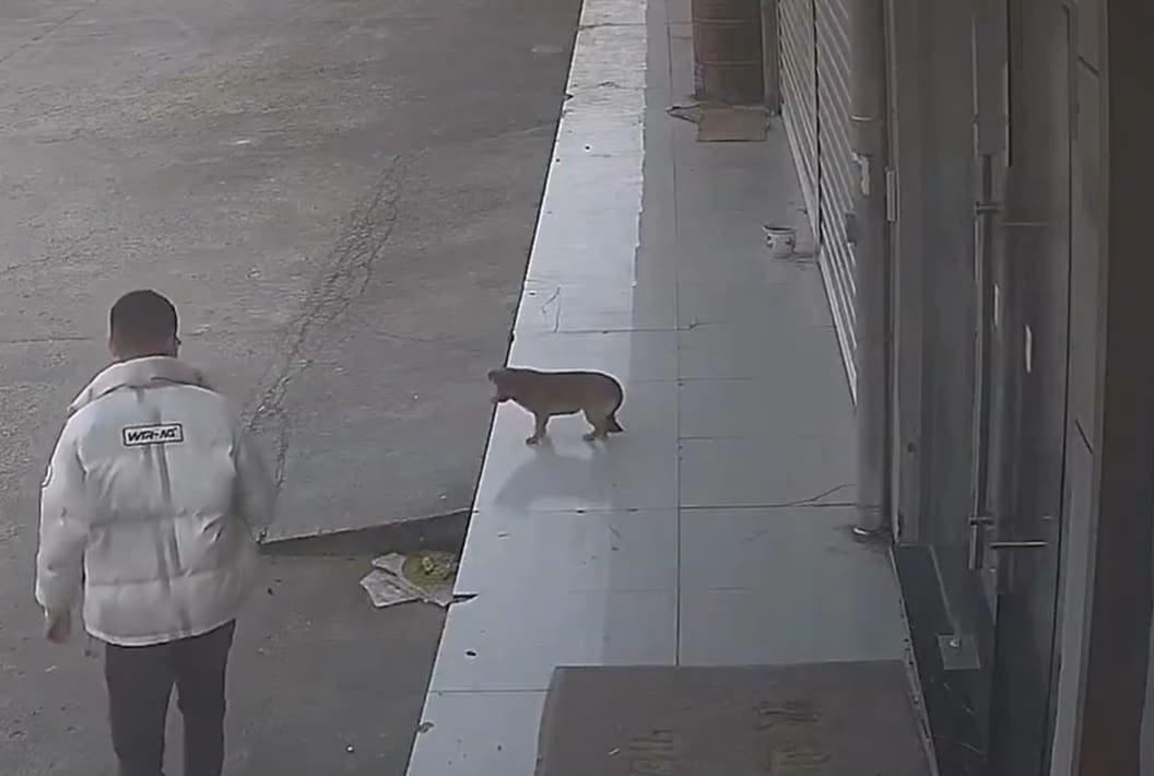 Hombre trata de patear a un perro y lo paga de la peor manera