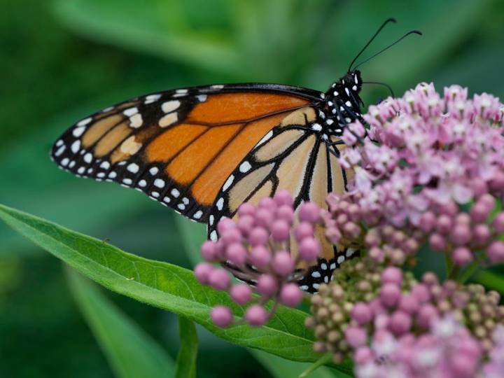 Trump administration seeks to roll back protections for imperiled species and habitat