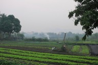 An American man and his son die after suffering stings from a swarm of wasps while ziplining in Laos