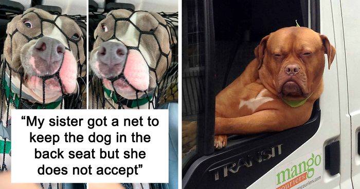 39 Times Doggos Acted So Ridiculously When Riding In Cars That Their Owners Just Had To Take A Pic