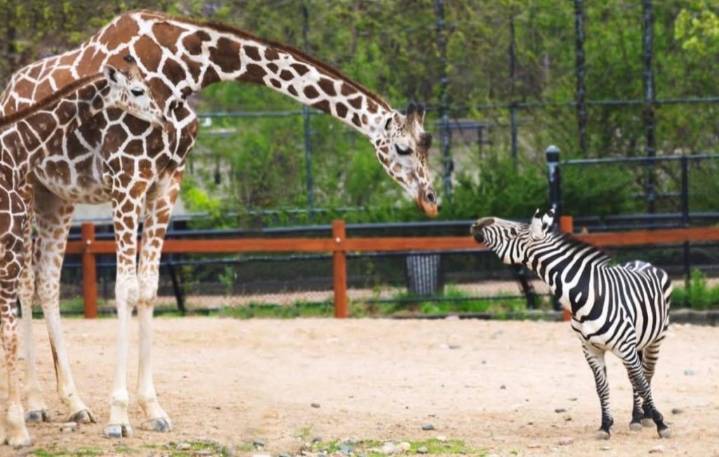 Como Zoo’s 25-year-old zebra, Ulysses, has died, officials said