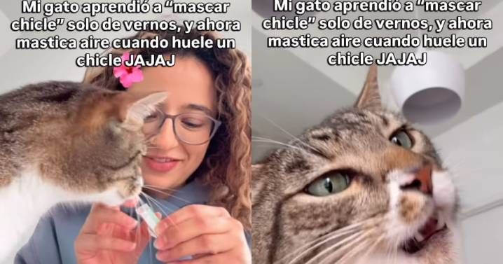 Joven revela que, después de verla “mascar chicle”, su gato ahora imita el gesto con solo oler uno