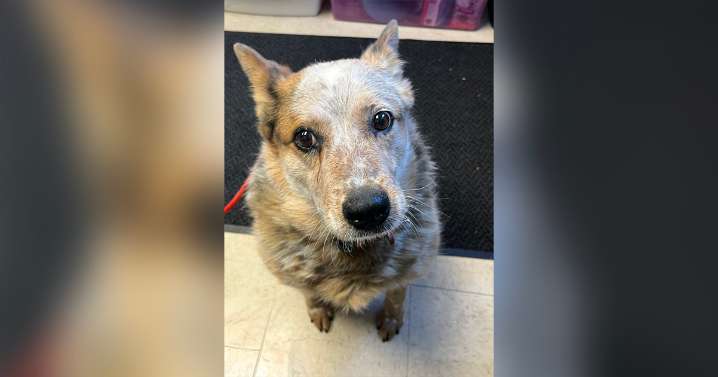 Adorable Adoptables: Misty, Sampson, Hailey